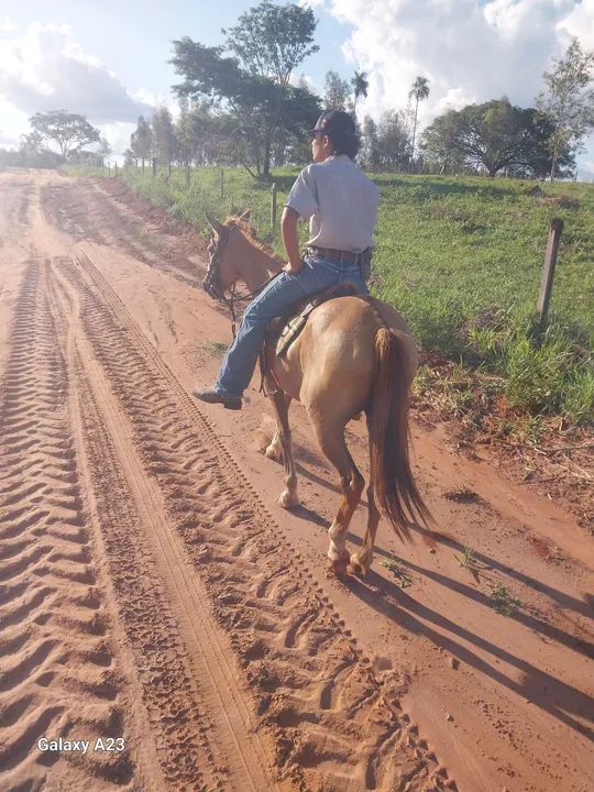 Vende-se égua  - Foto 4