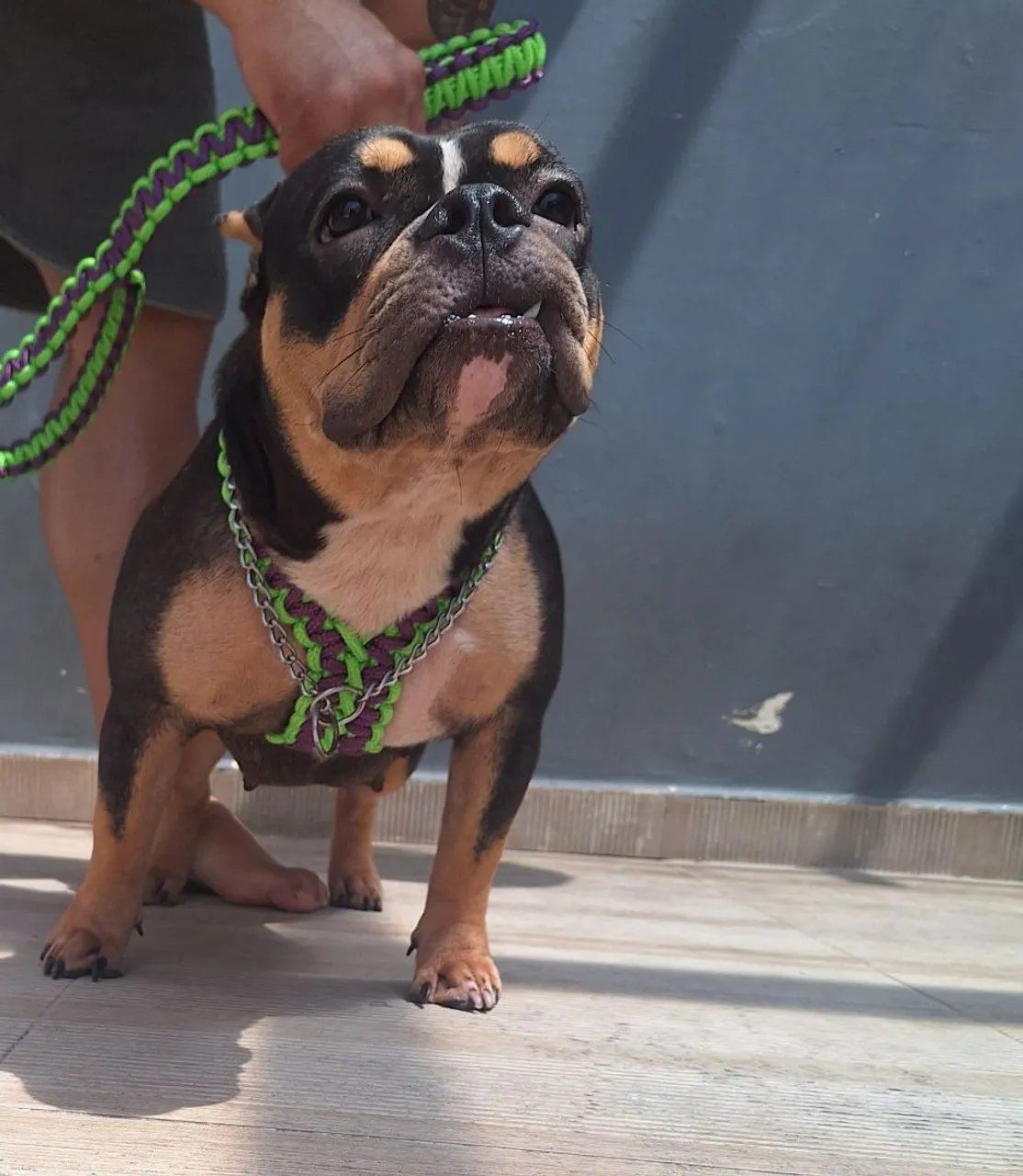 American Bully Micro