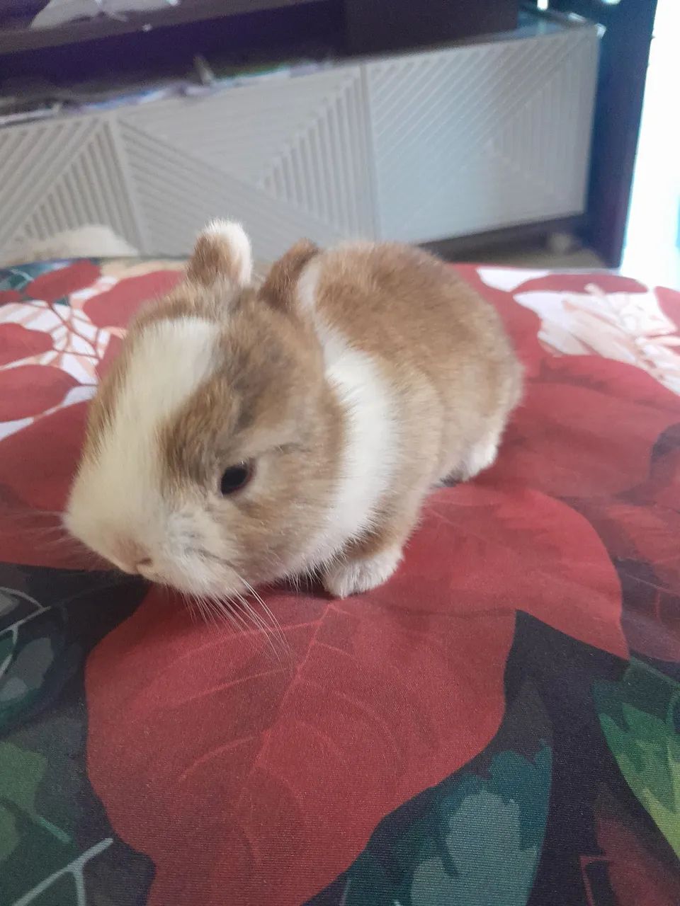 Mine Coelho  Anão  Neterland 