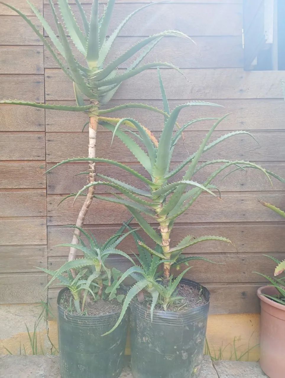 Planta Babosa Arborecens Adulta - Foto 2