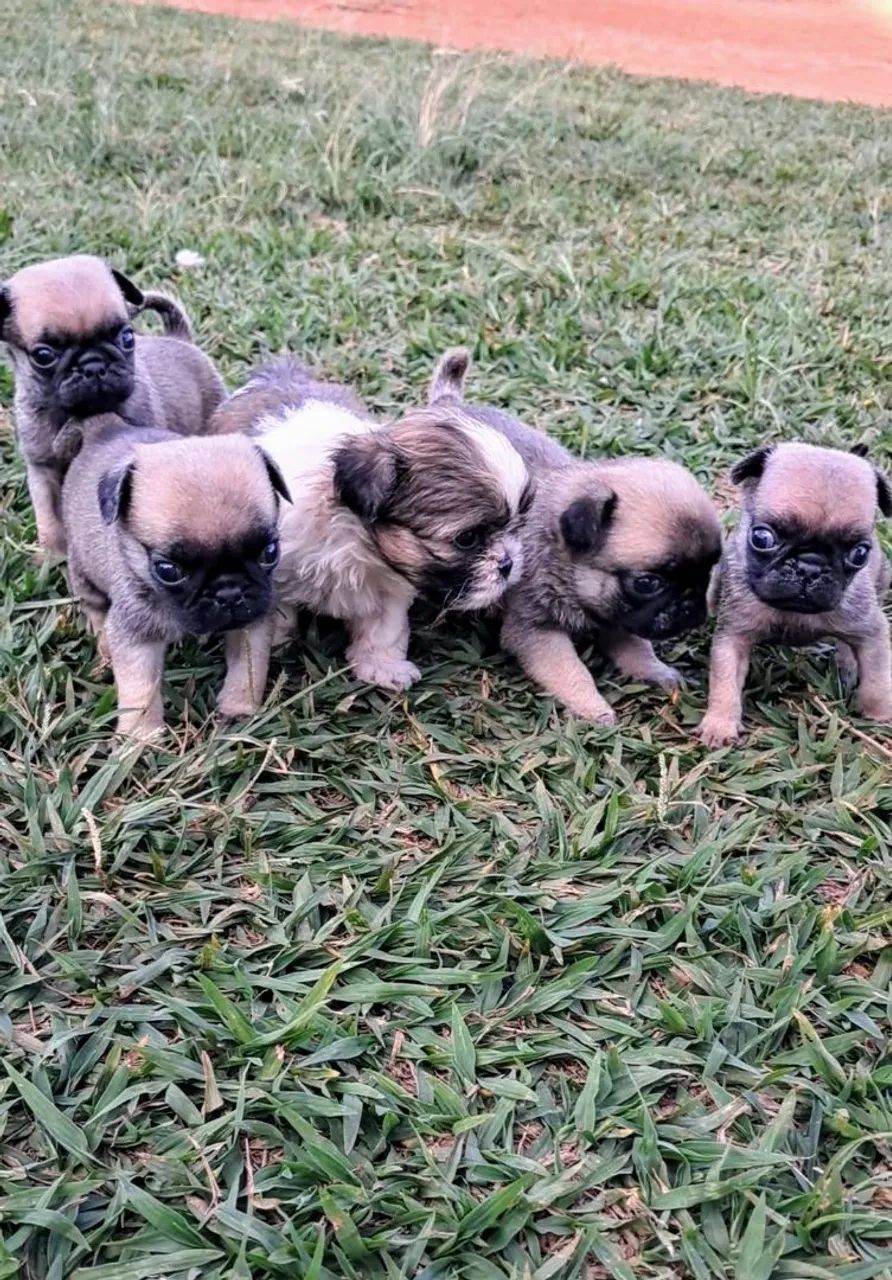 Pug - Foto 4