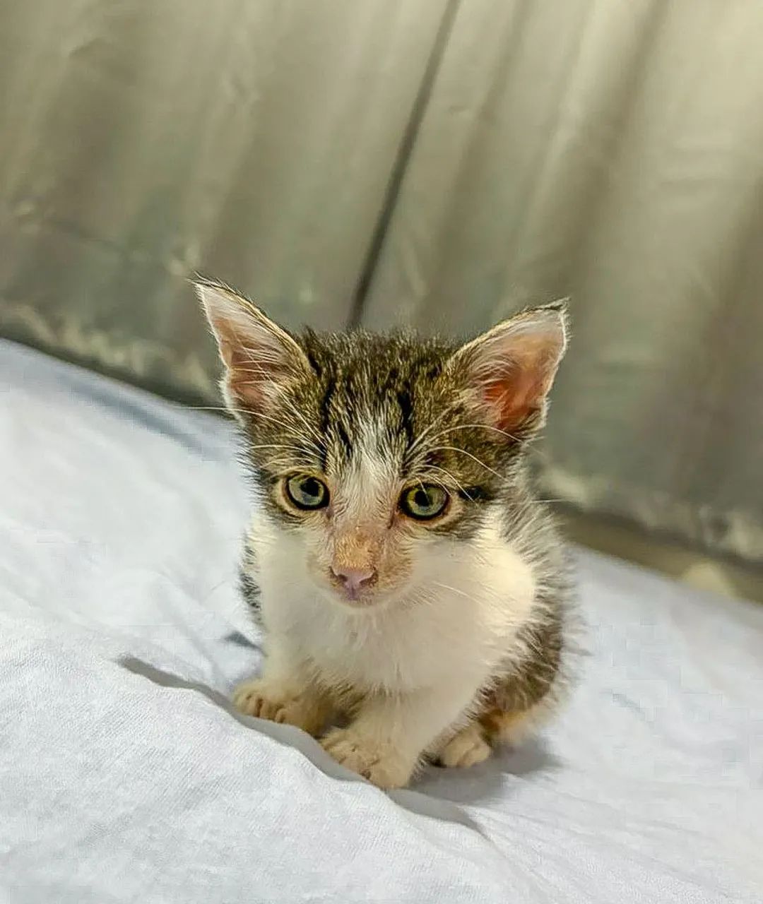 Gatinhos filhotes para adoção - Foto 2