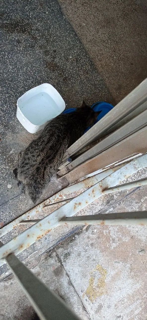 Gato pra adoção  - Foto 2