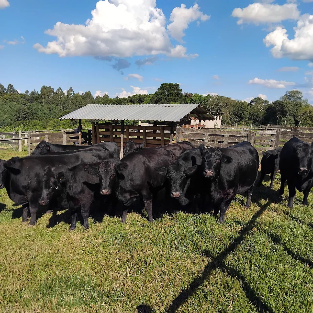 Angus vacas novilhas bezerras gado - Foto 6