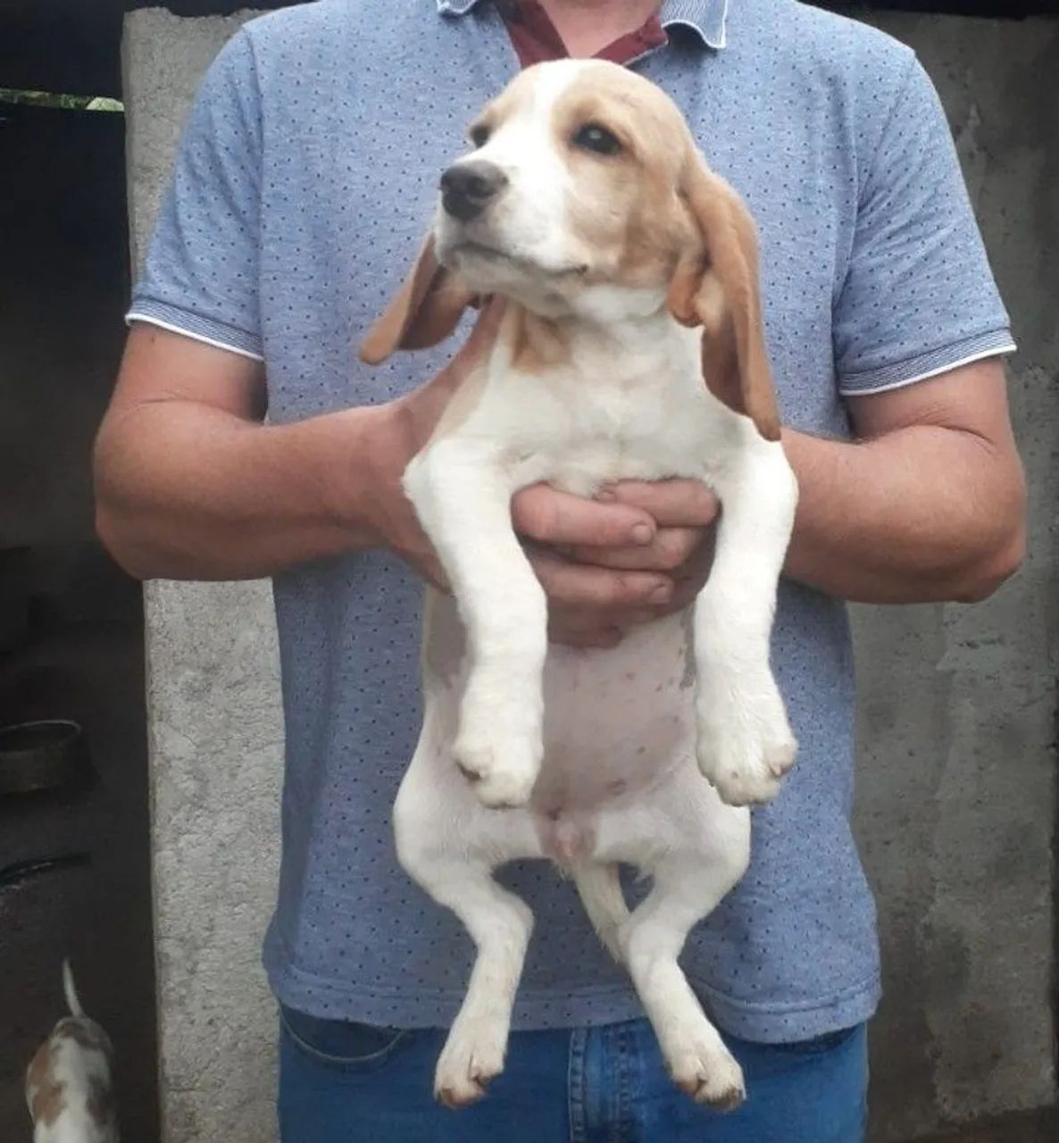 Femea bicolor beagles  - Foto 2