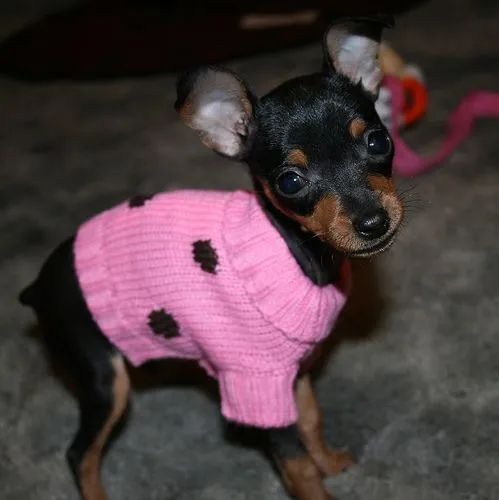 A Vivacidade do Pinscher  