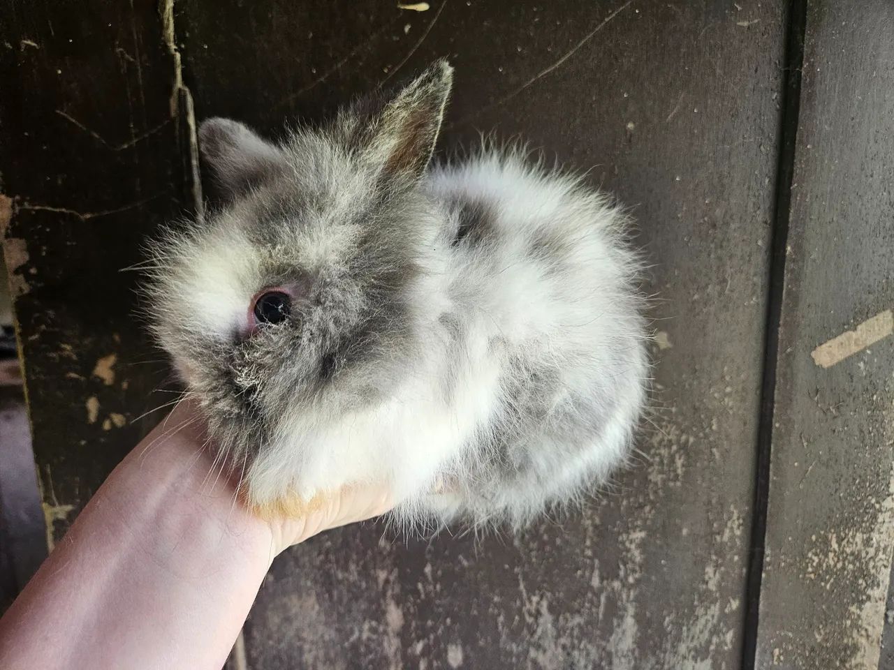 Coelhos mini , mini lion 