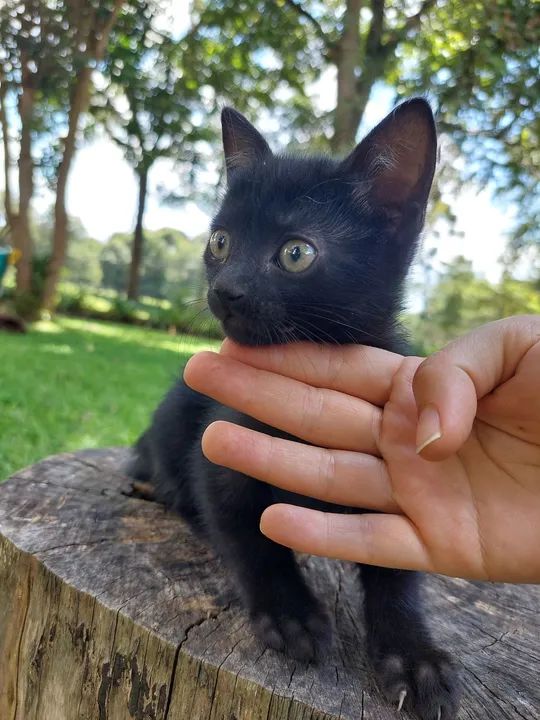 Dois gatinhos pretos fofinhos para adoção - Foto 3