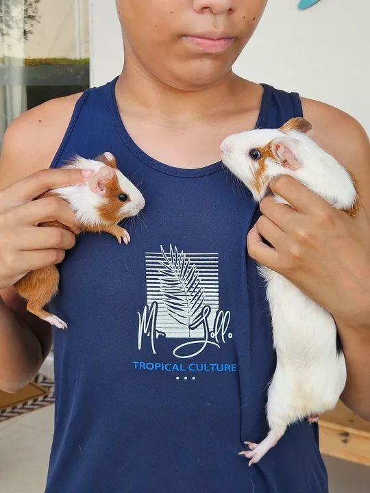 Dois filhotes de Porquinho da Índia fêmea  - Foto 6