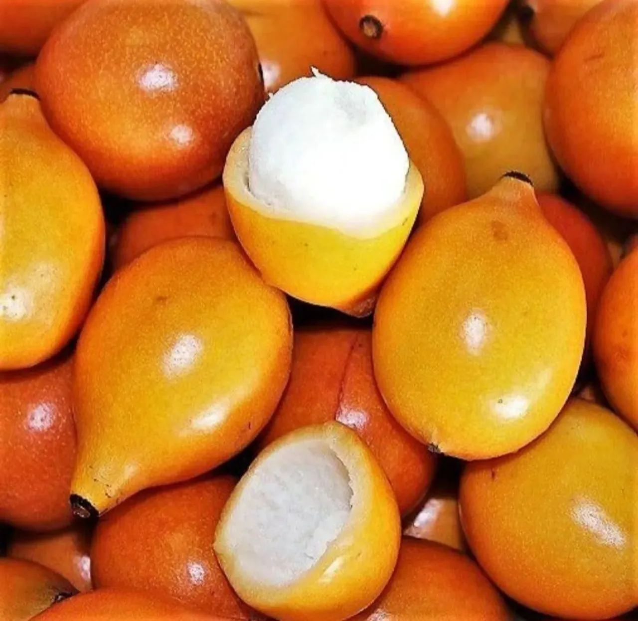 Muda de ACHACHAIRU, bacopari boliviano PRODUZINDO, mudas c 3m no vaso de 60 lts. R$ 390,00 - Foto 2