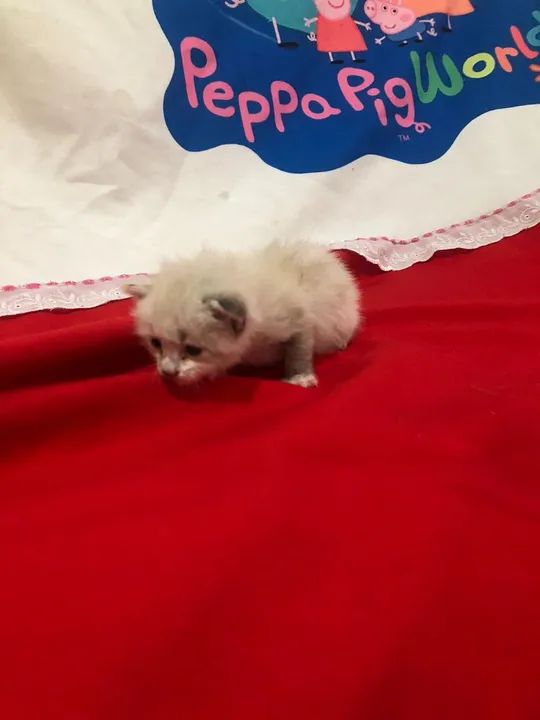 gato recém nascido 