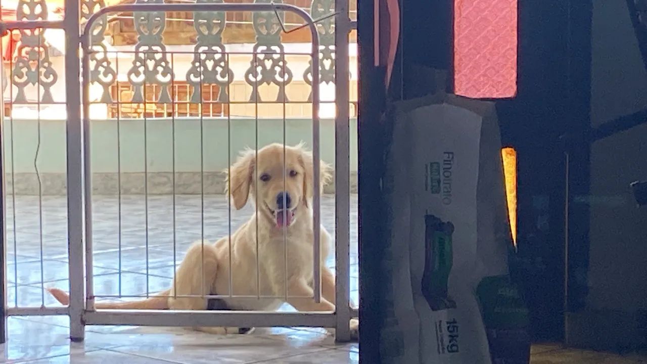 vendo golden retriever 
