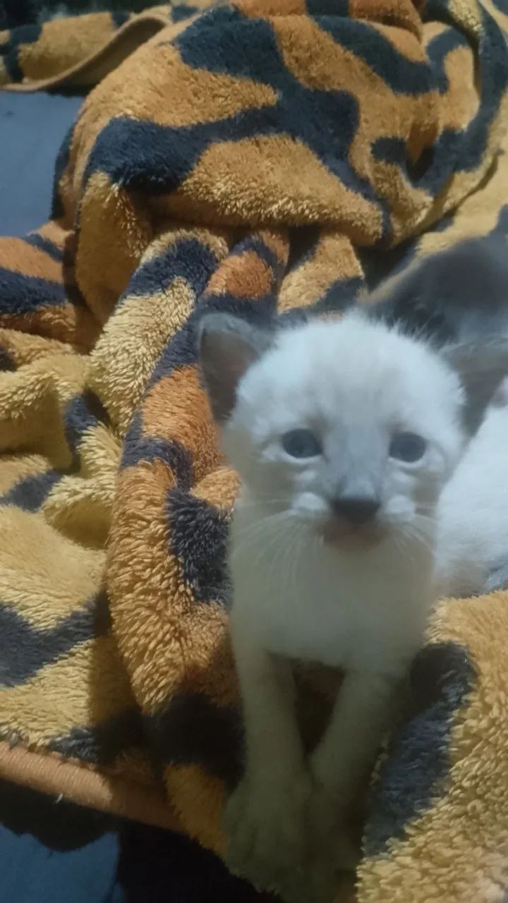 Doa - se Filhotes de Gato - Foto 4