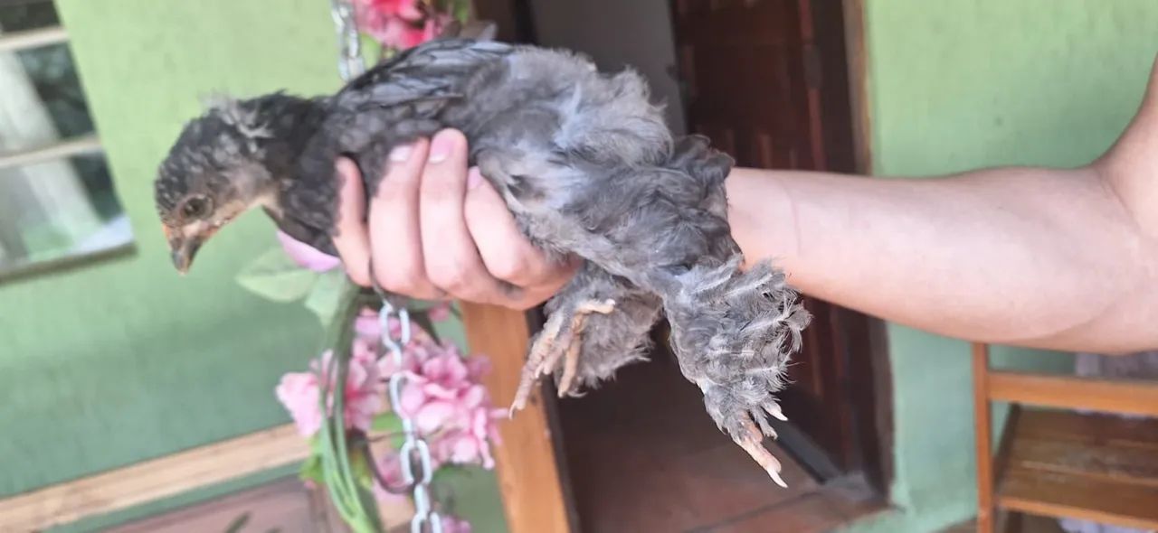 Galinha galo e franguinho de brhama - Foto 3