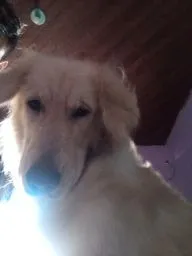 Golden Retriever 