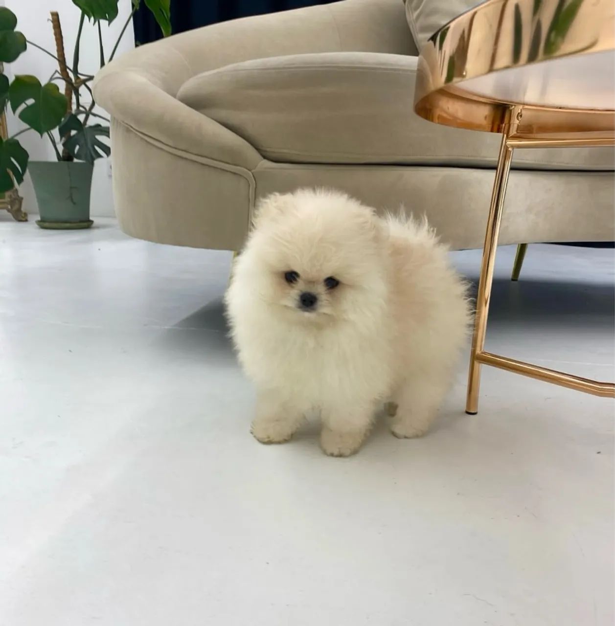 LULU DA POMERÂNIA mini, perfeito linda pelagem e personalidade encantadora!