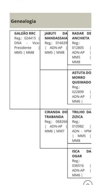 Cavalo para Doação - Foto 5