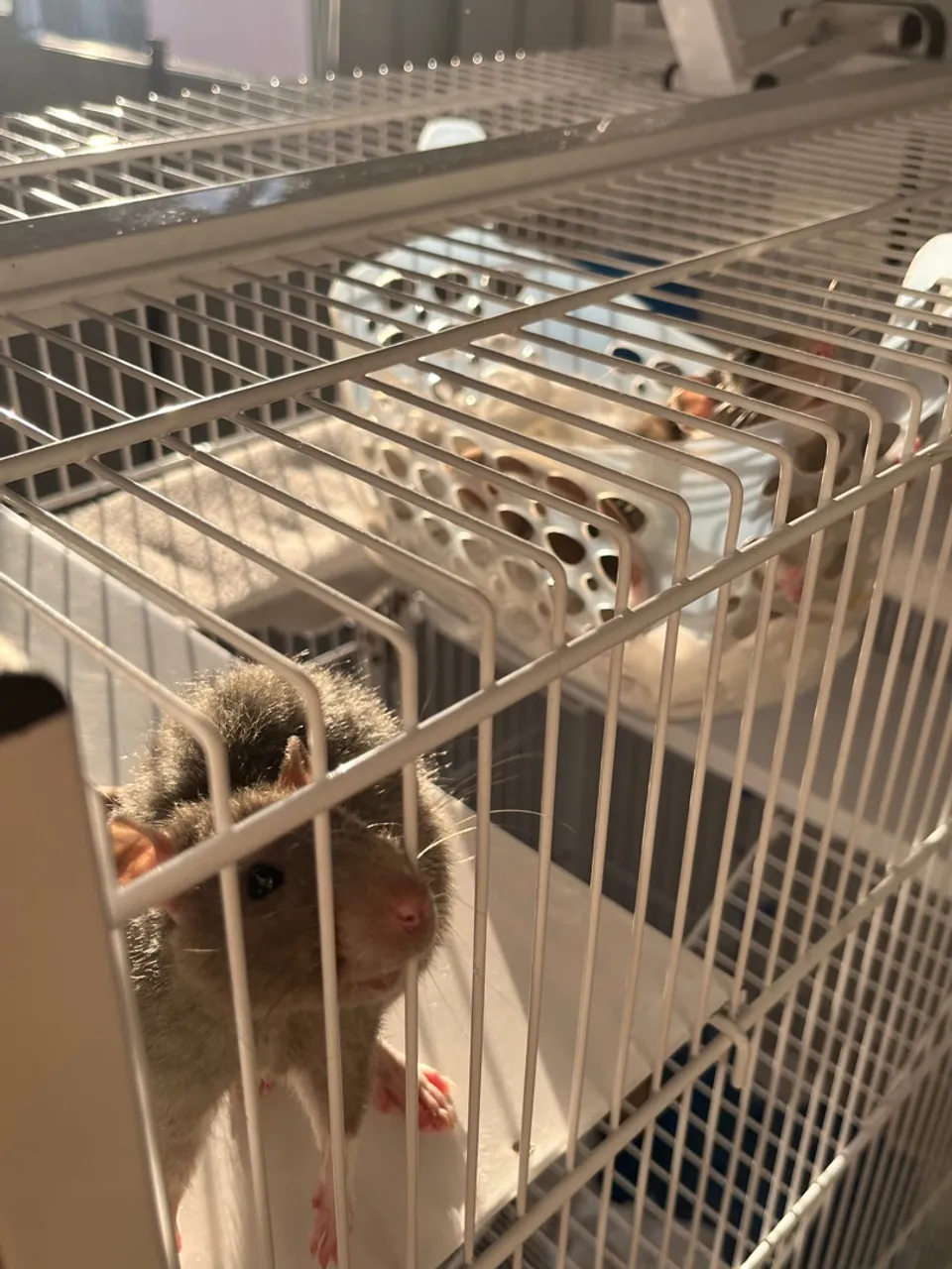 Ratos Twistter