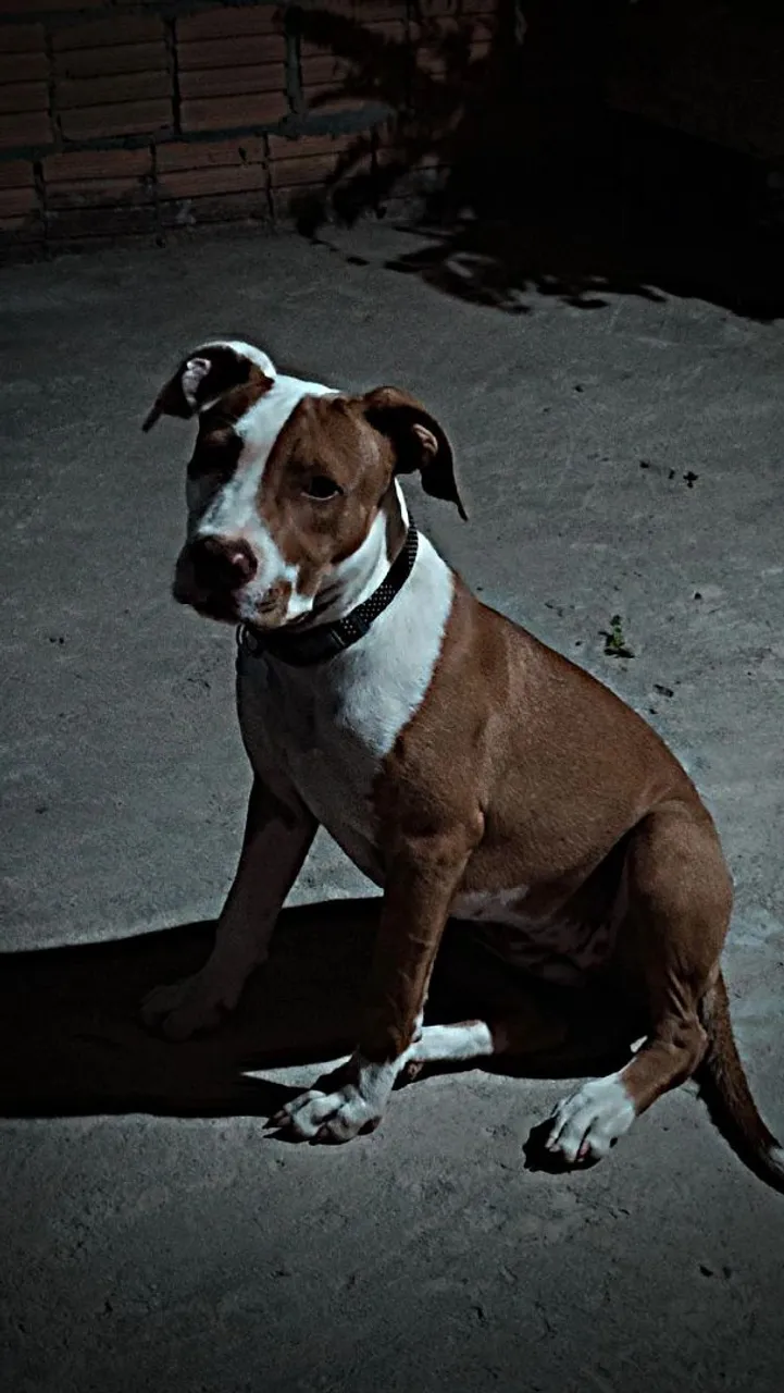 Vende-se Pitbull