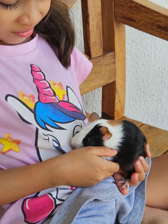 Dois filhotes de Porquinho da Índia fêmea  - Foto 5