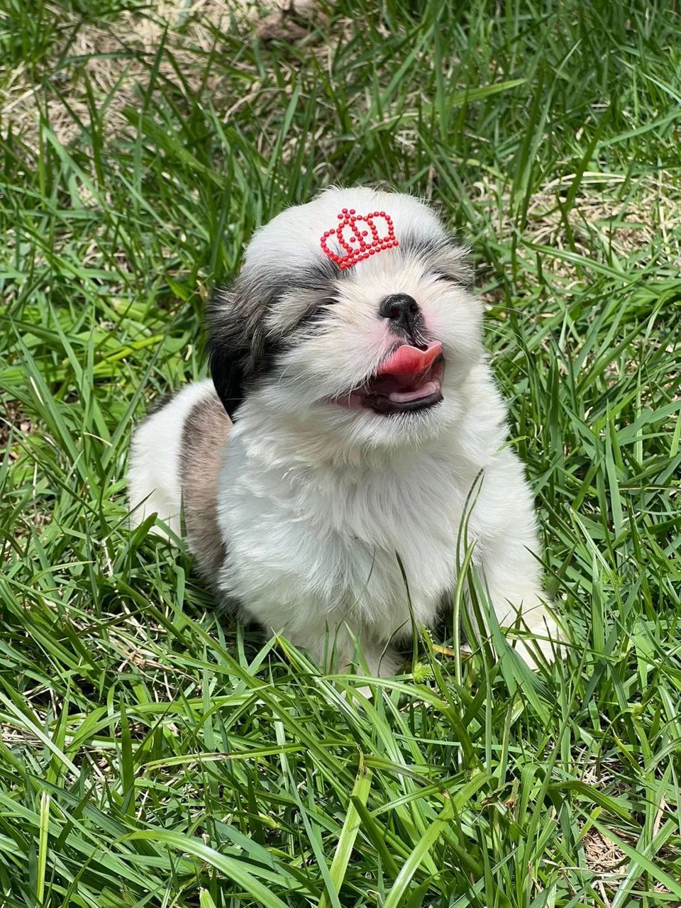 SHIHTZU - NATAL COM DOÇURA E ACONCHEGO! 