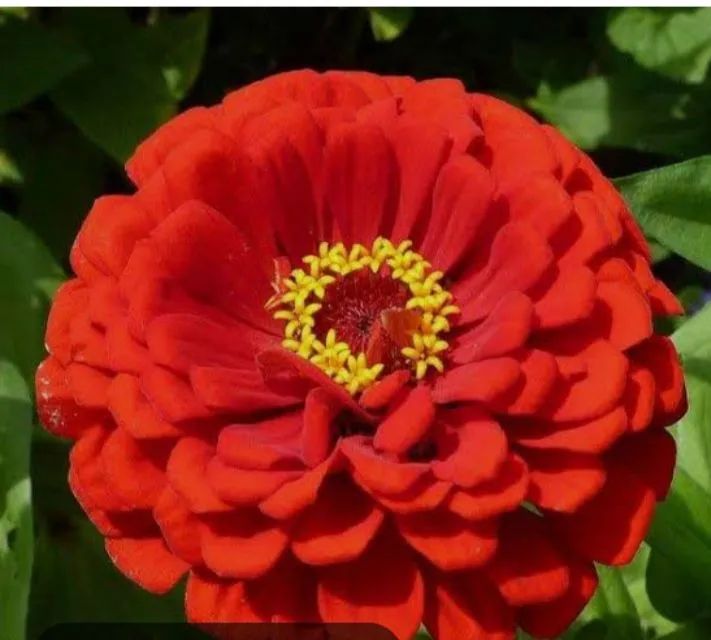 Zínias Vermelhas -SEMENTES DE  Flores Lindas e Vibrantes