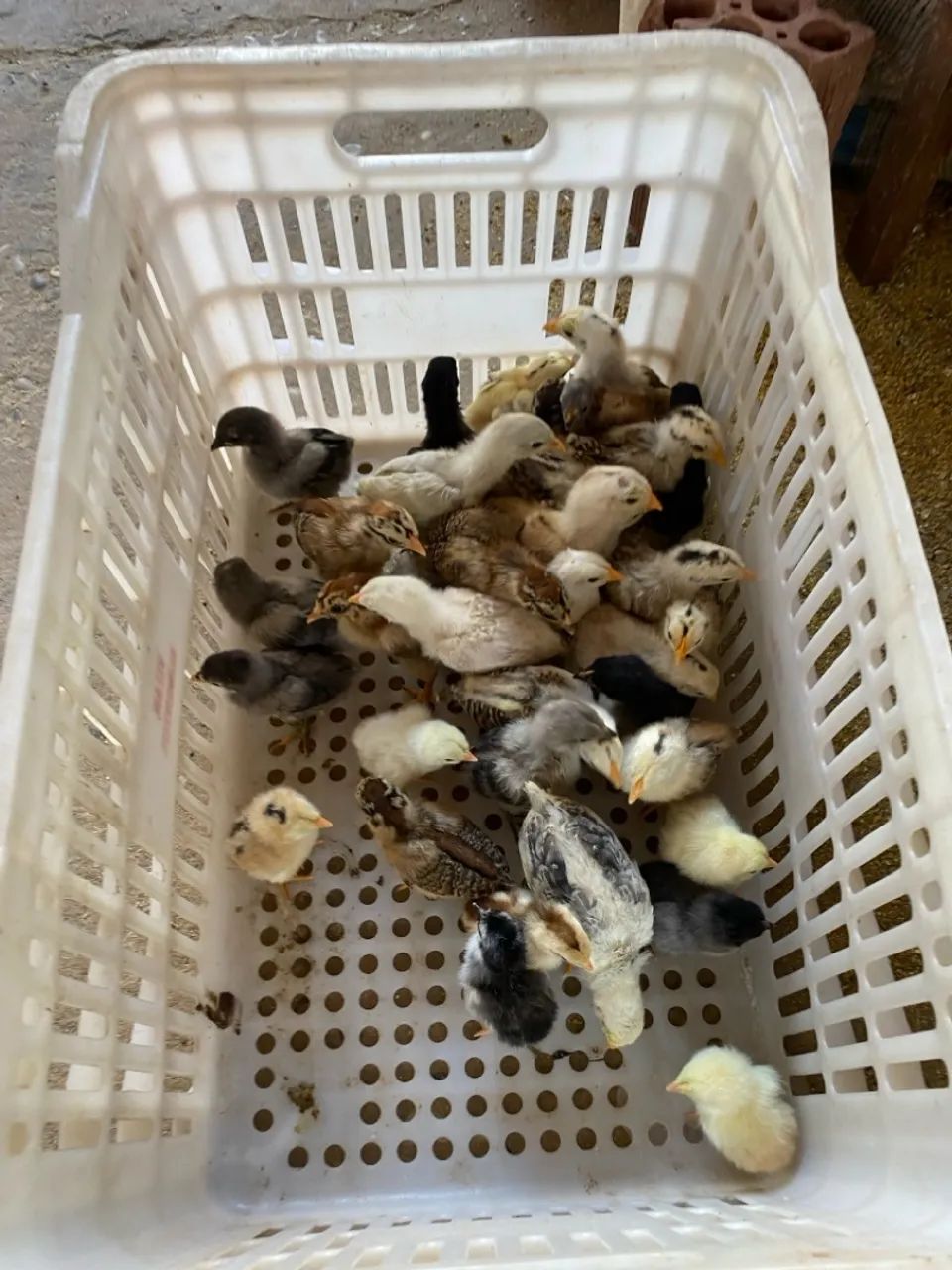 Pintinhos saudáveis e vibrantes - Foto 2