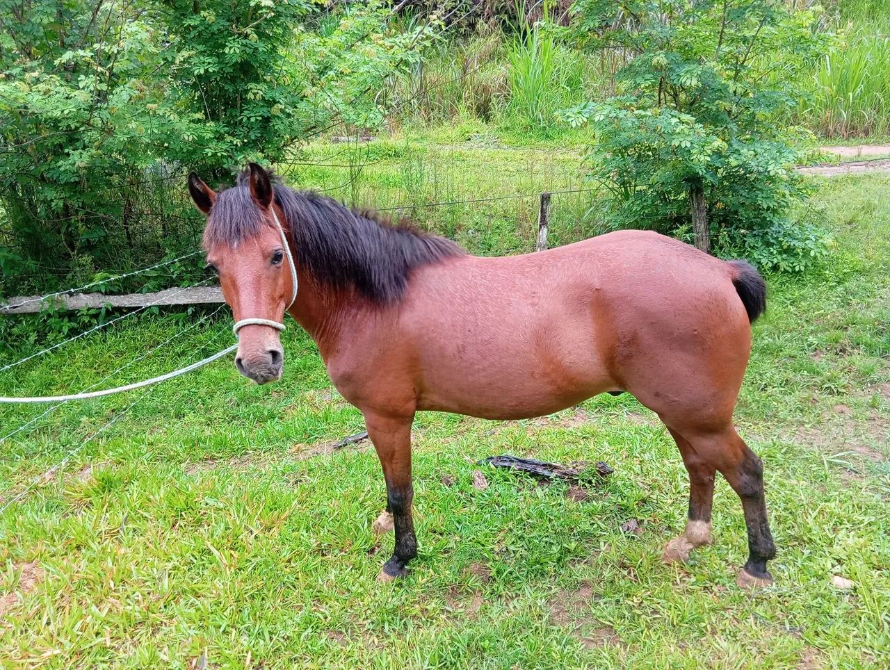 Vendo lindo cavalo - Foto 2