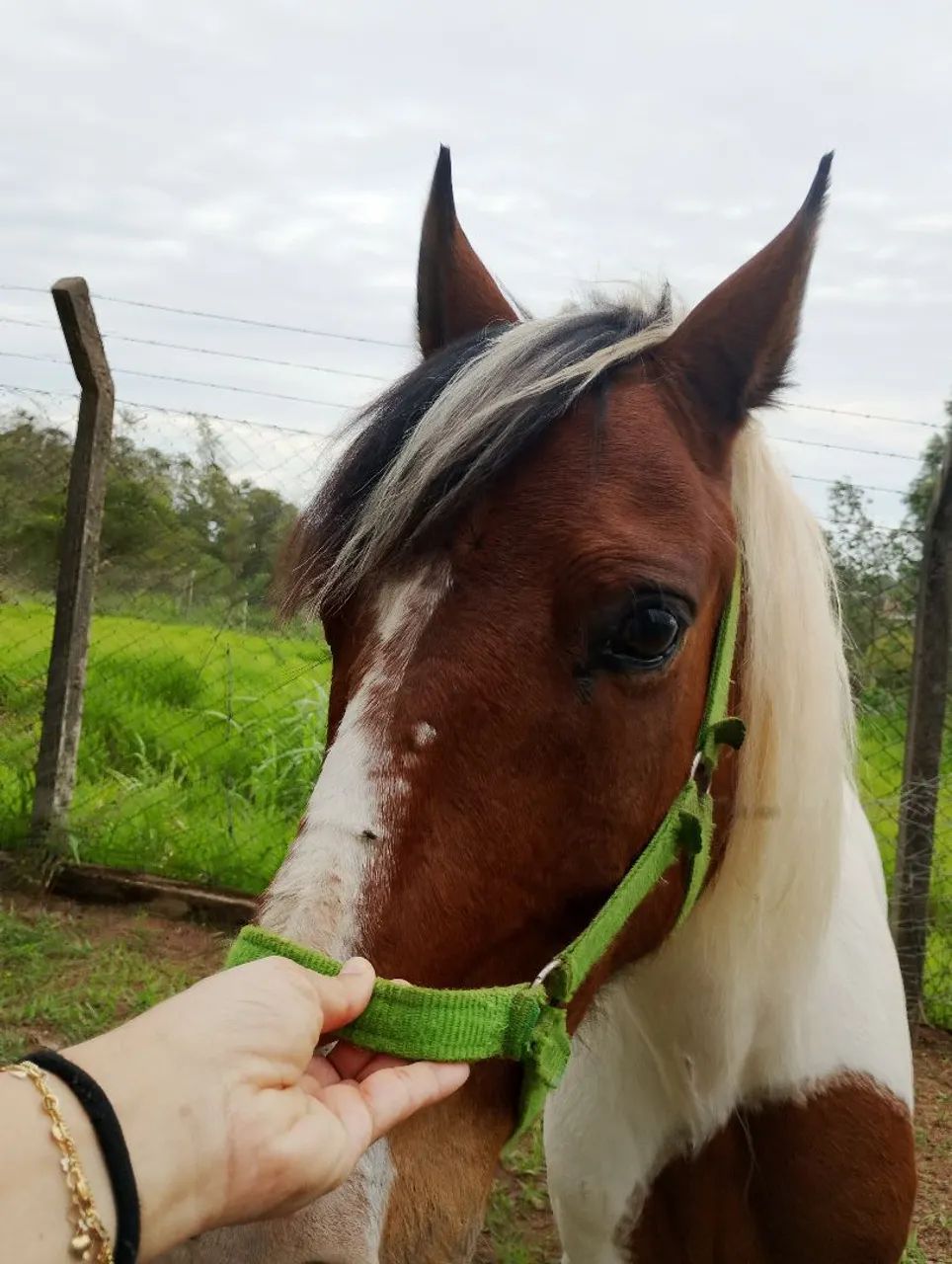 Lindo cavalinho pampa - Foto 3
