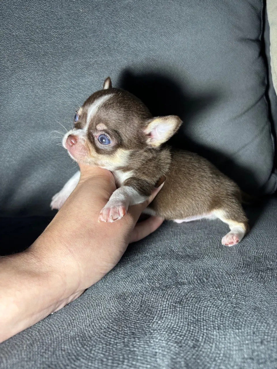 Filhote de chihuahua macho chocolate 