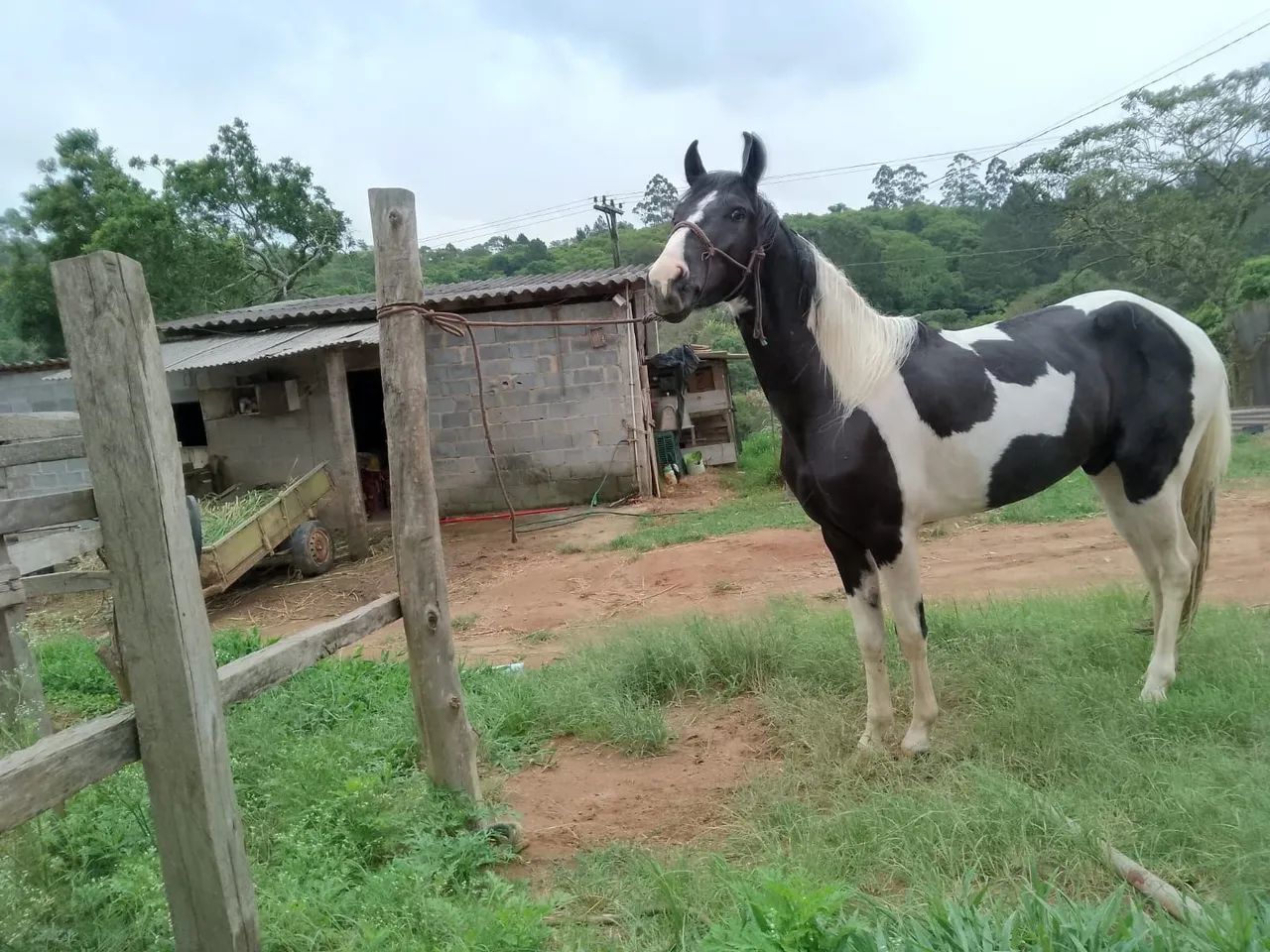 Cavalo pampa  manga larga inteiro- 4 anos - Foto 2