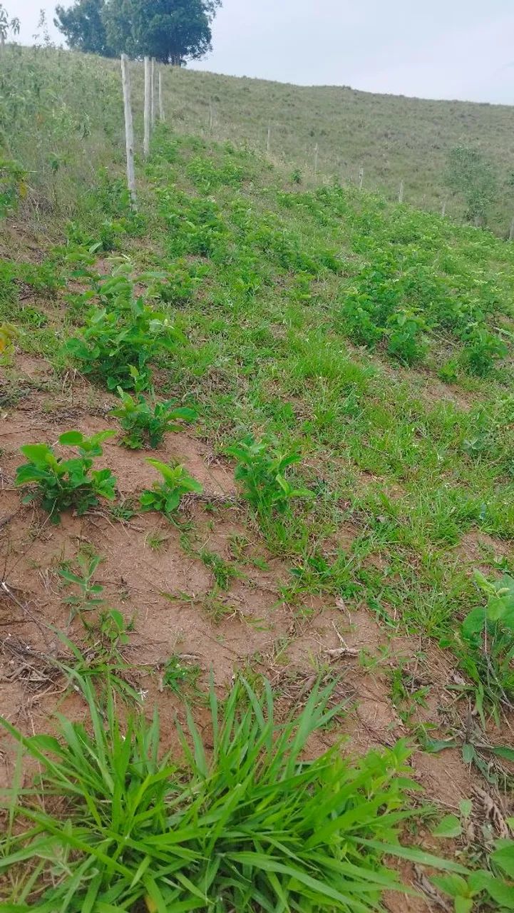 Vendo ou troco Área, sítio de 2.544 metros quadrados no distrito do Gomes - Itapemirim-ES - Foto 4