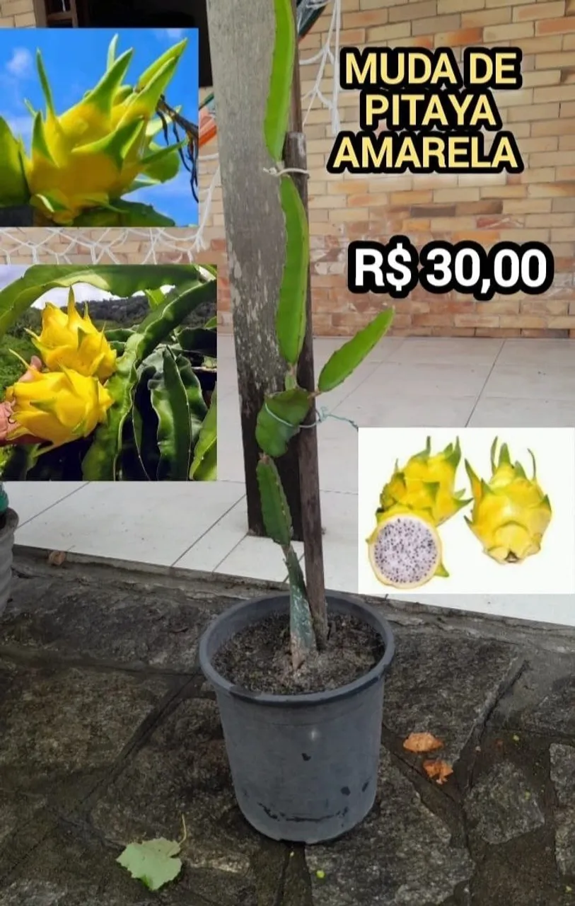 Muda de Pitaya Amarela Golden - R$ 30,00