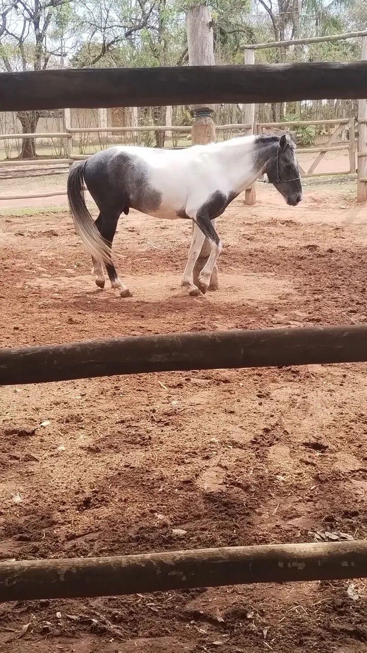 Cavalo potro garanhão  - Foto 4