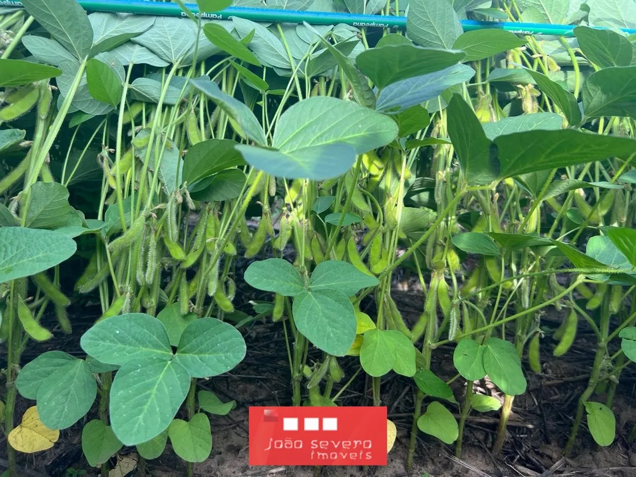 Fazenda para Venda em Caxias