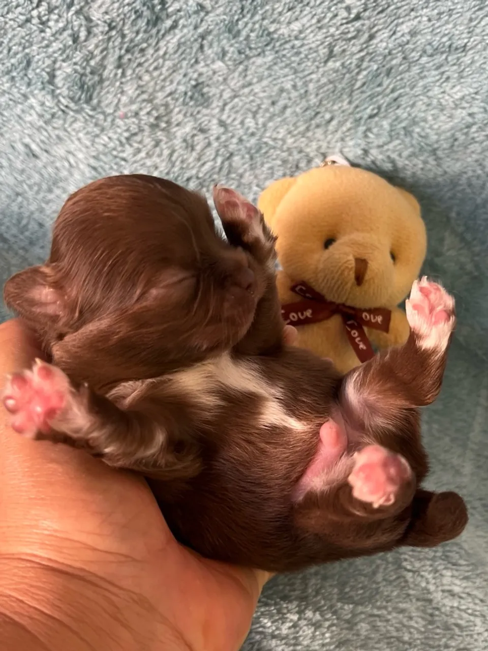 Filhote de Chihuahua macho- Uma fofura para o seu lar!