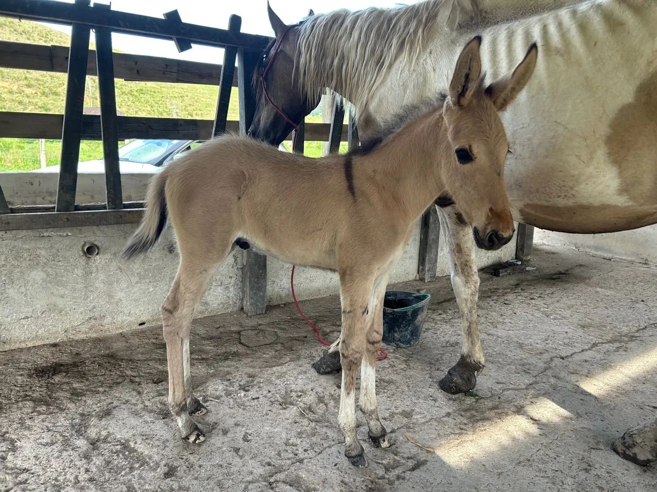 Jumento para cobrir éguas - Rio Bonito, RJ - Foto 3