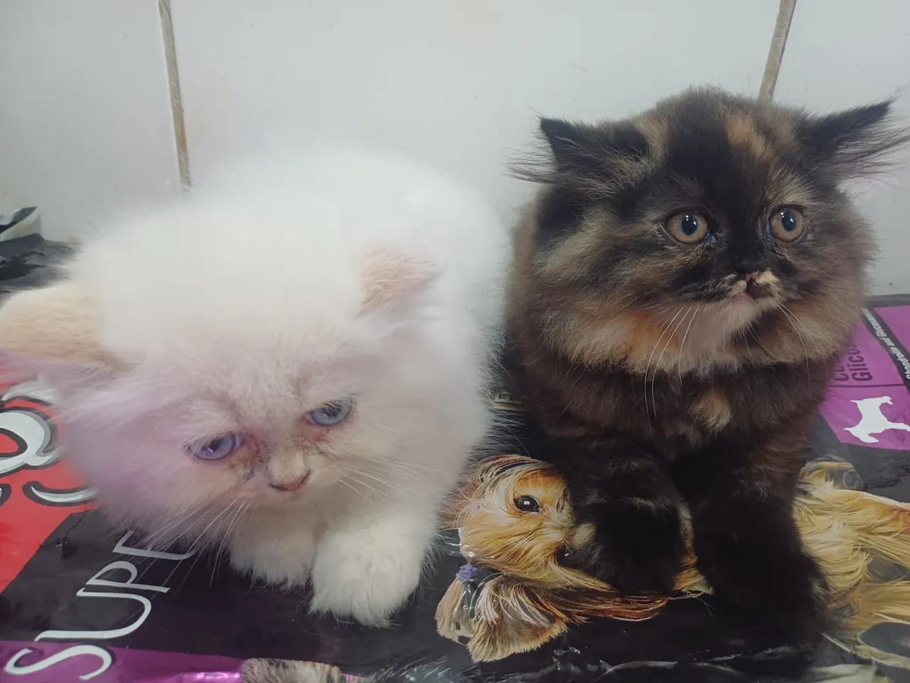Vende-se lindos filhotes de gatos persas