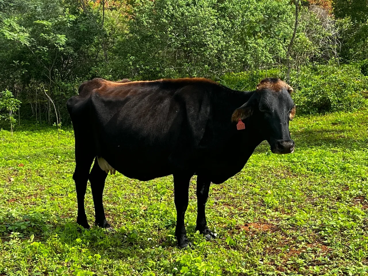 Vaca Shiut mestiça Preta prenha 7 meses 