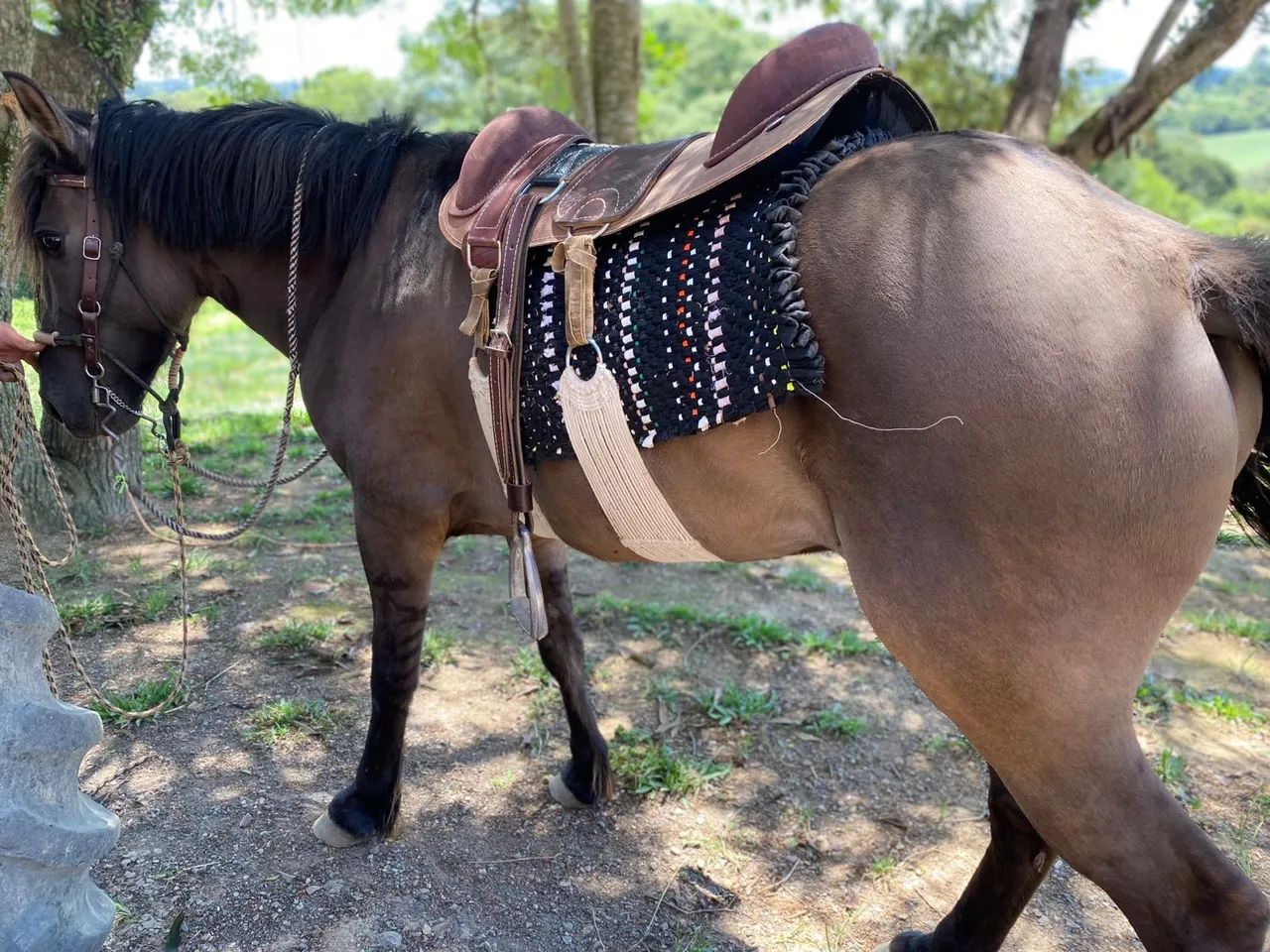 Vende-se cavalo montaria lobuno  - Foto 3