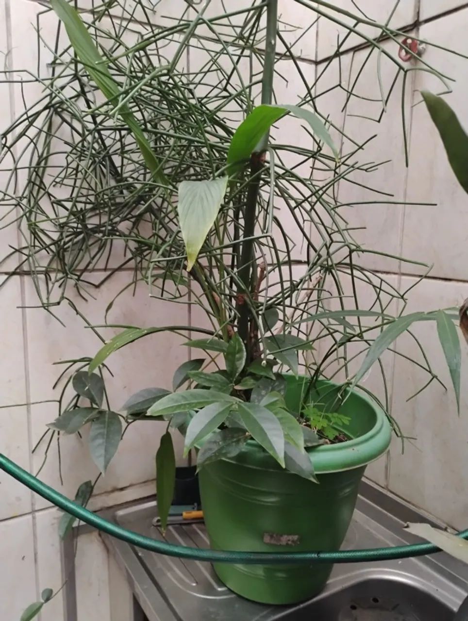 Vendo  Aveloz em vaso , já  com mais de 2 metros. Ou troco por frutíferas enxertadas.  - Foto 2