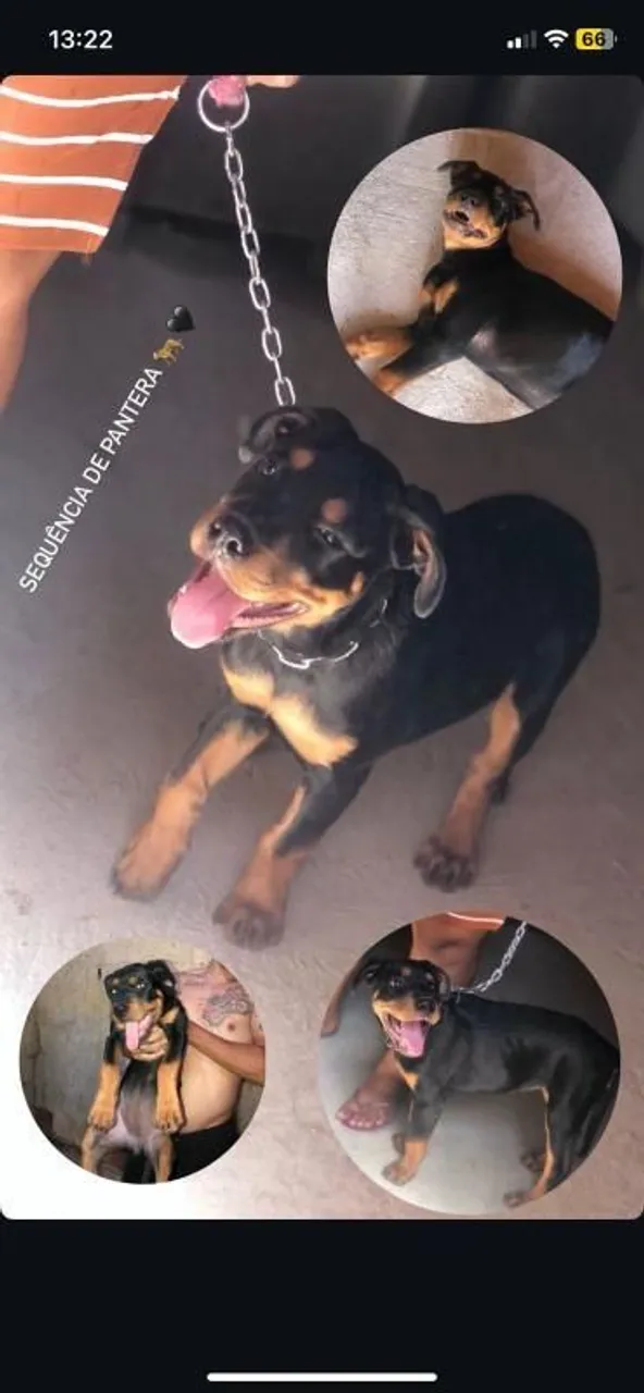 Filhote Rottweiler Fêmea
