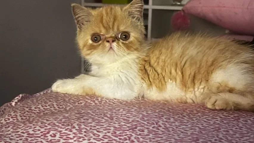 GATOS PERSAS E EXOTICOS - Foto 6