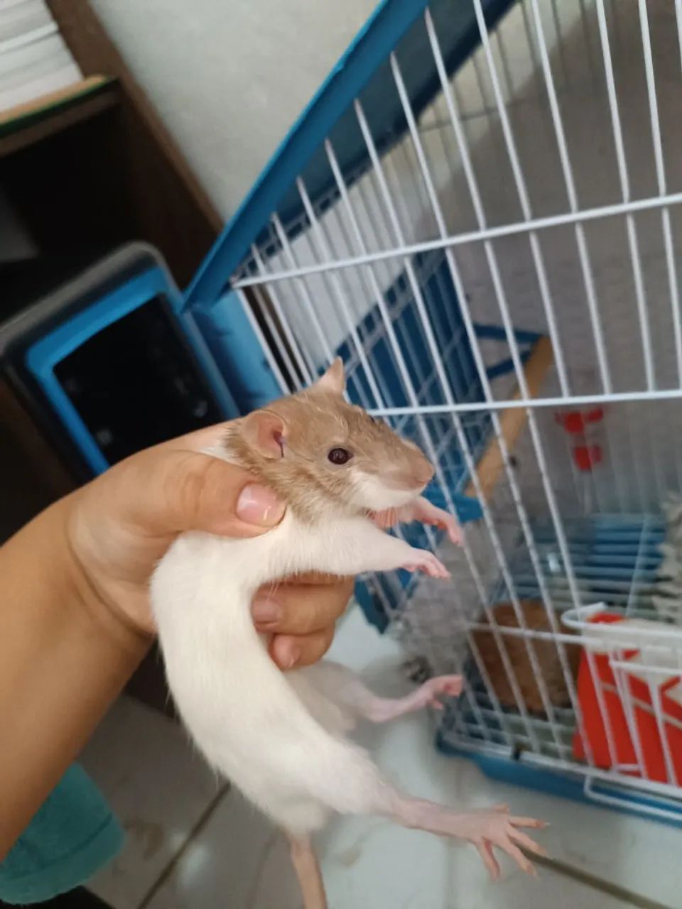 Doação de ratos Twister!!! - Foto 2