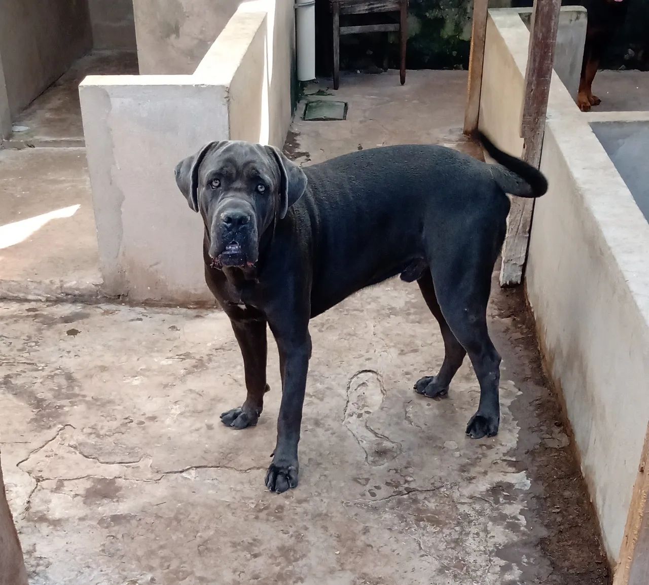 Vendo cane corso  - Foto 4