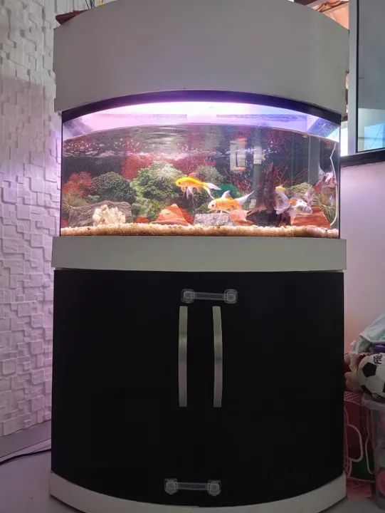 Aquario completo - Foto 3