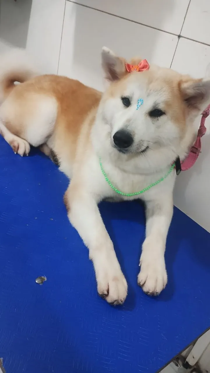 Linda Akita Inu Charmosa e Feliz!