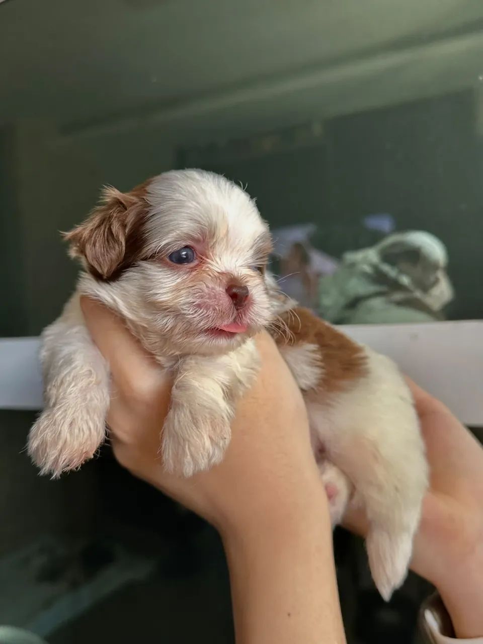 Shih-tzu disponível  - Foto 4