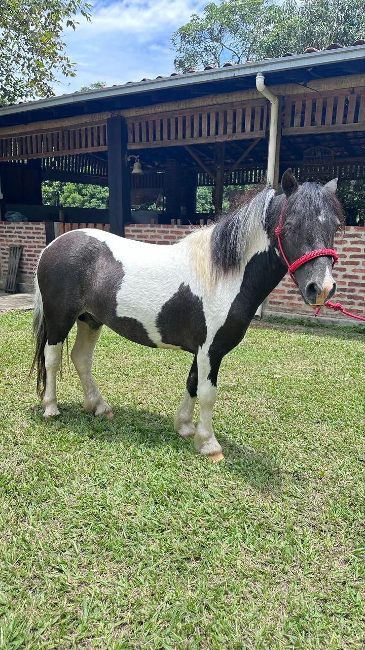 Casal Pônei Inteiro Pampa de preto e Fêmea  - Foto 3