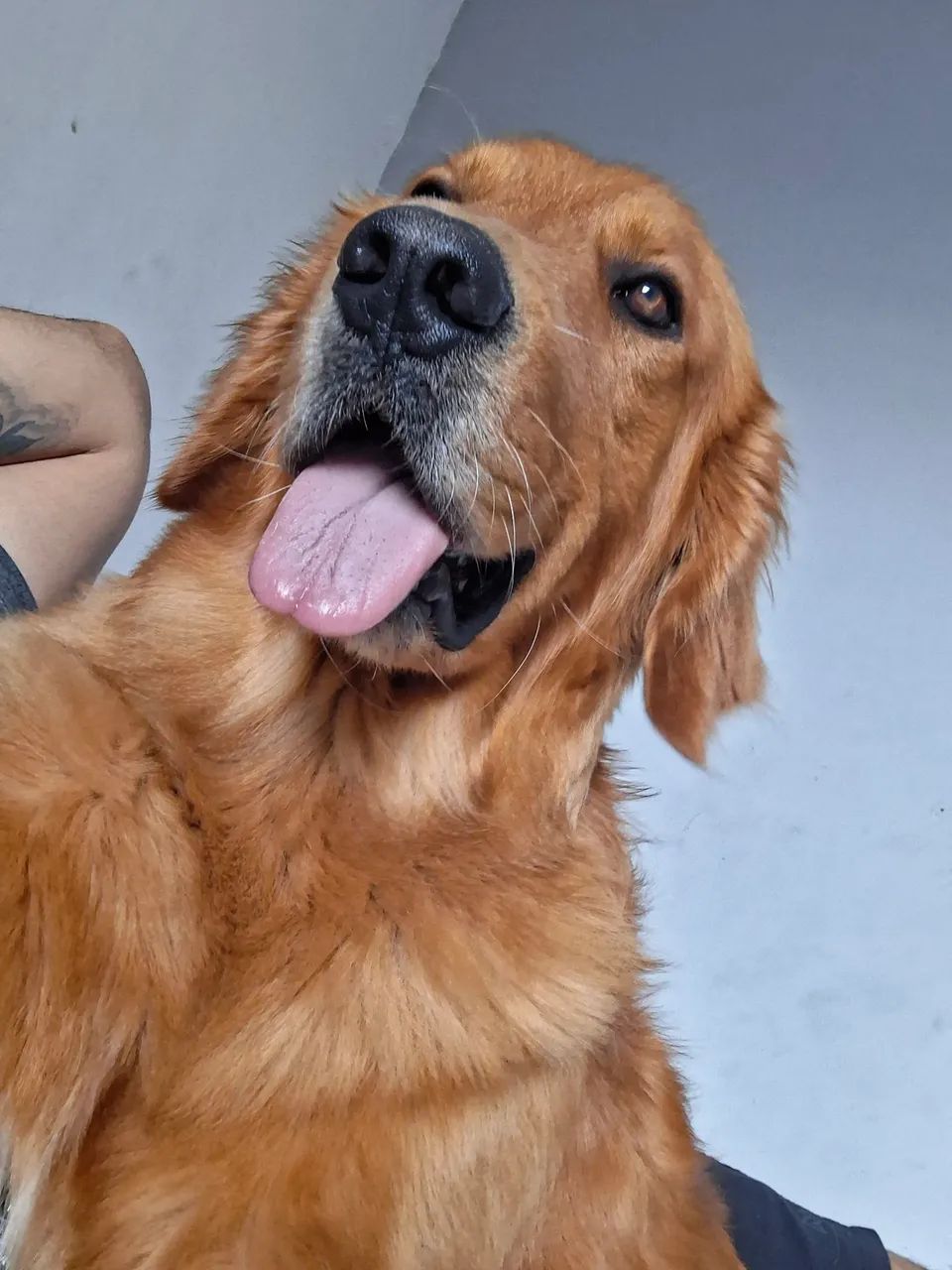 Golden Macho Procura Namorada 